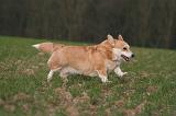CORGI PEMBROKE 1456